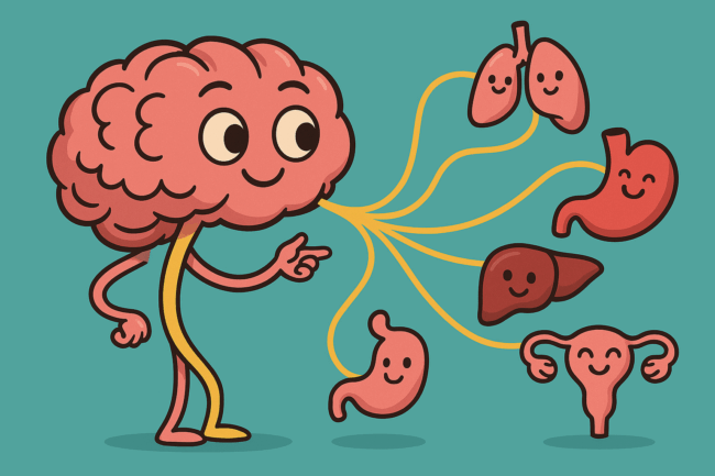 Schéma illustré du nerf vague et des organes qu’il connecte